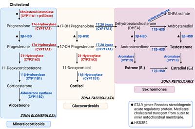 Autoimmune primary adrenal insufficiency -current diagnostic approaches and future perspectives